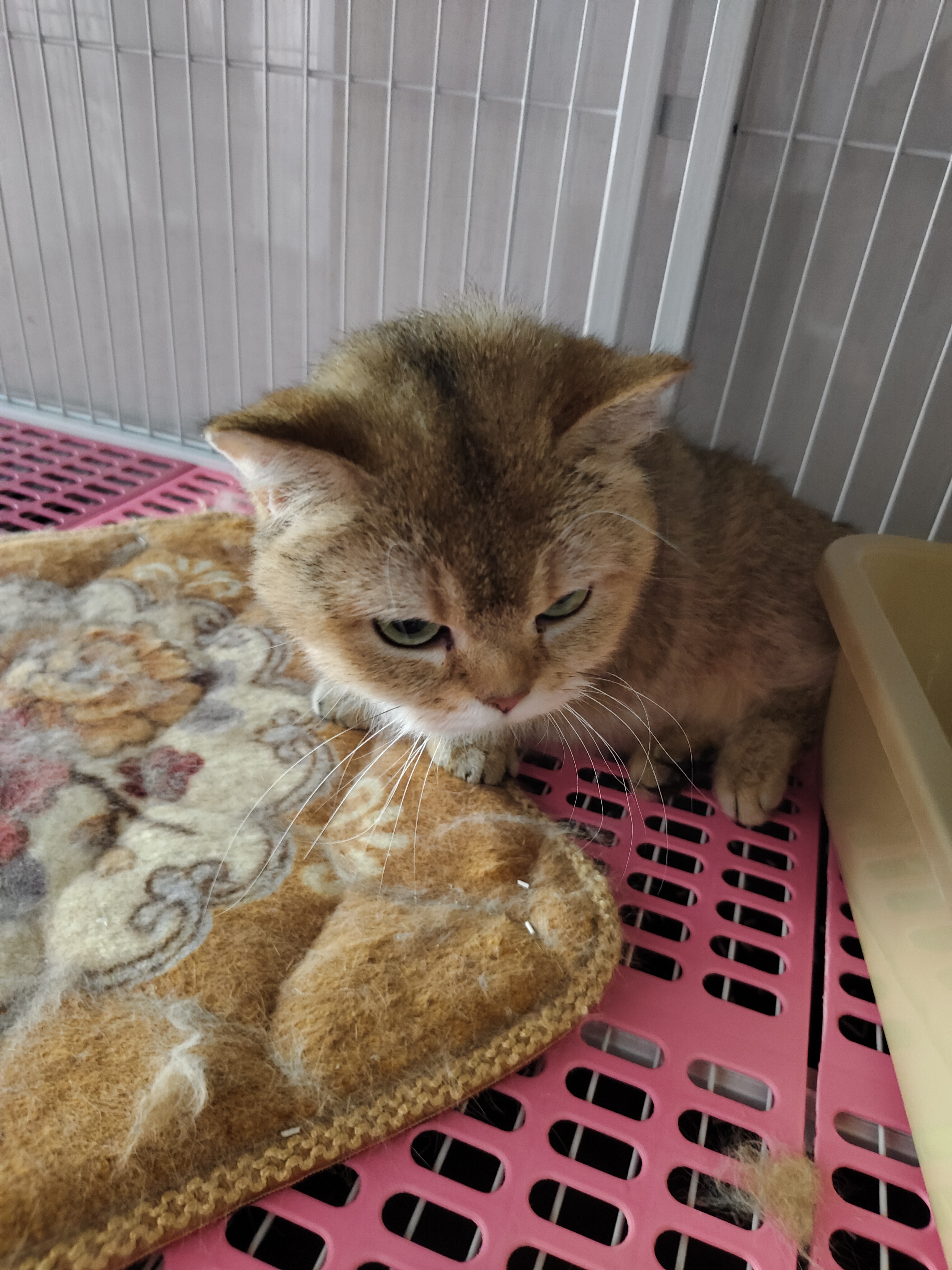 布偶猫布偶猫